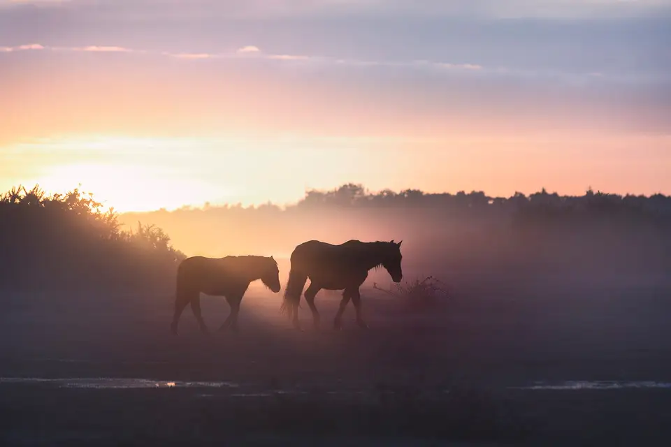 The New Forest, London